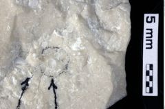 Foto (Detailansicht) von ? Abyssophthalmus sp. (NHMW-GEO-1990-0041-0207)